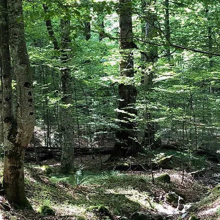 лъките * Divchovoto