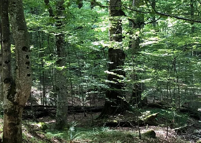 лъките * Divchovoto